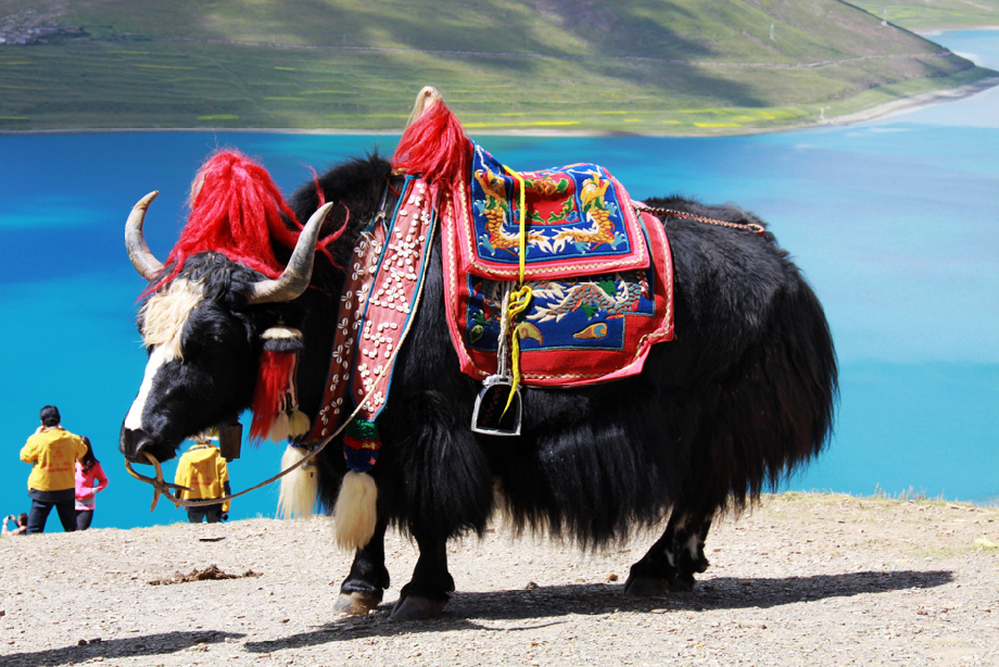 Impressions of Tibet (August 2011)