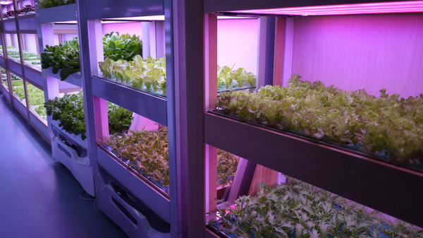 Get fresh air, vegetables inside home