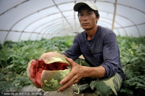 Watermelons hard to be sold, but to spoil