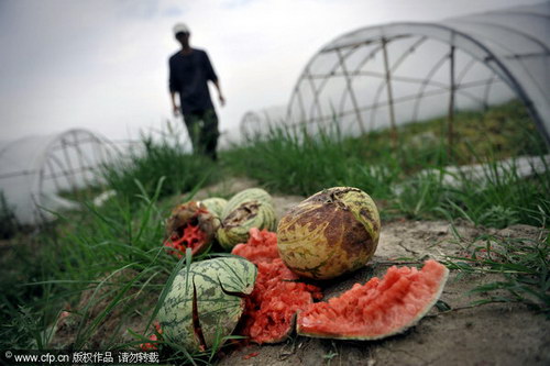 Watermelons hard to be sold, but to spoil