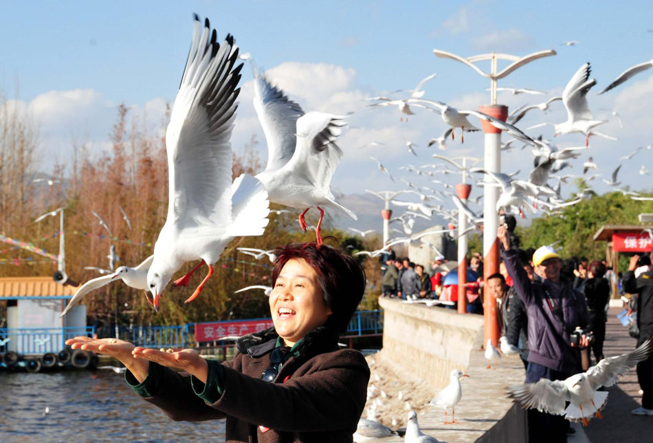 Black-headed gulls attract visitors to Kunming