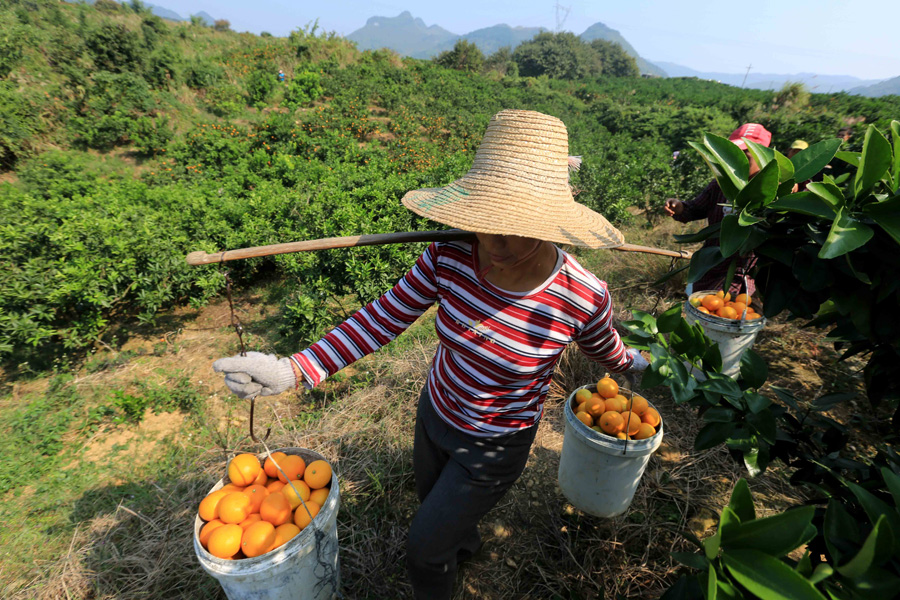 Autumn harvest for citrus farmers