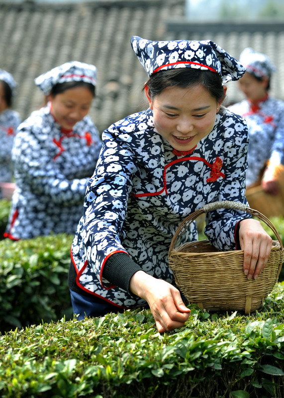 Amazing view of tea fields in NW China