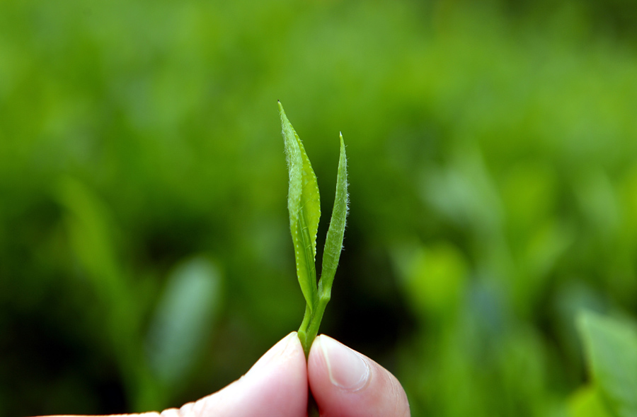 Journey of tea leaves