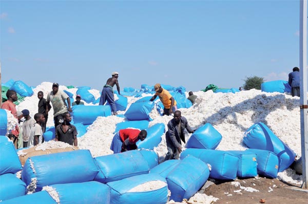 Chinese cotton firm harvests a bumper crop in Africa