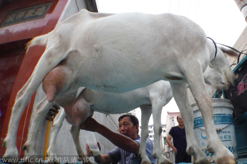 Farmer sells on-site goat milk in Shanxi