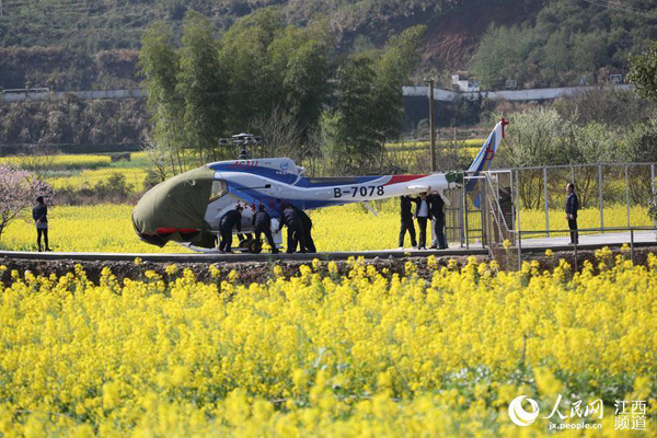 Helicopter service for appreciating rapeseed flowers