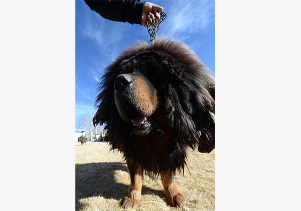 Bubble bursts for Tibetan mastiffs ...