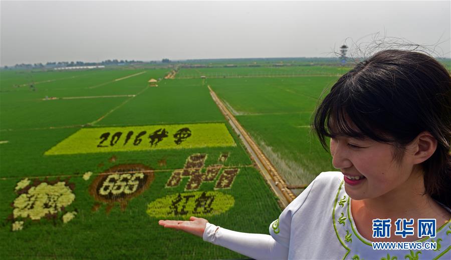 Paintings on paddy fields in Shenyang, NE China