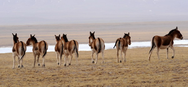 The zero-emission Qinghai-Tibet Railway