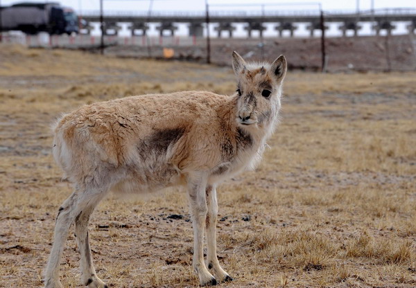 The zero-emission Qinghai-Tibet Railway