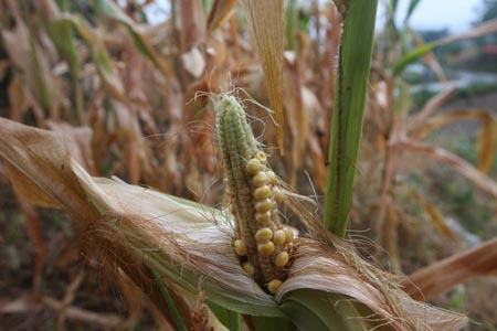 Severe drought brings misery to Hunan province