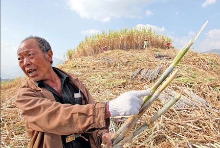 Very little sweet news for sugar producers