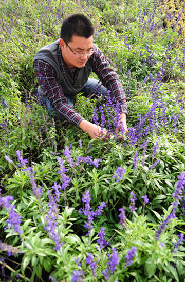 Herb planting: new business opportunity