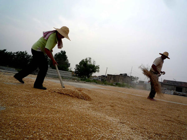 Harvest time for wheat farmers