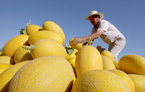 Hami melons ready to enter the market