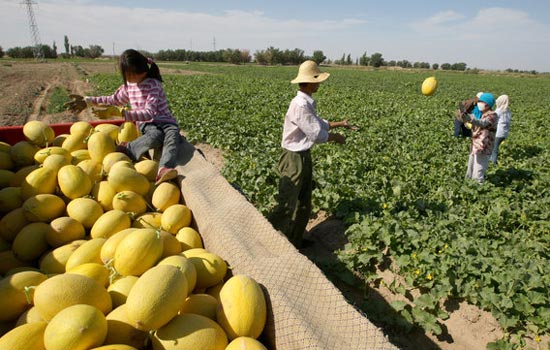 Hami melons ready to enter the market