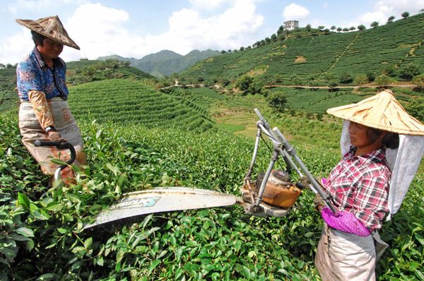 Tea park boosts cross-Straits agricultural co-op