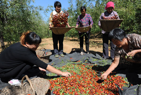 Harvest season begins for city of jujubes