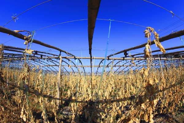 Drought takes toll on rice crop