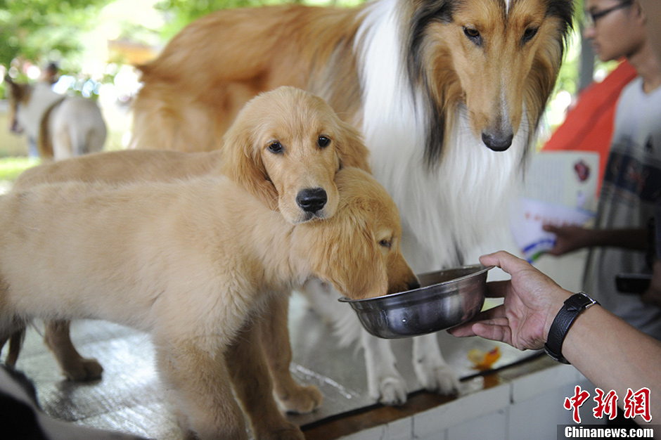 Puppies become big star of exhibition in NE China