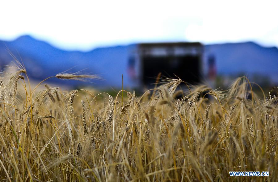 Tibet expected to witness bumper harvest