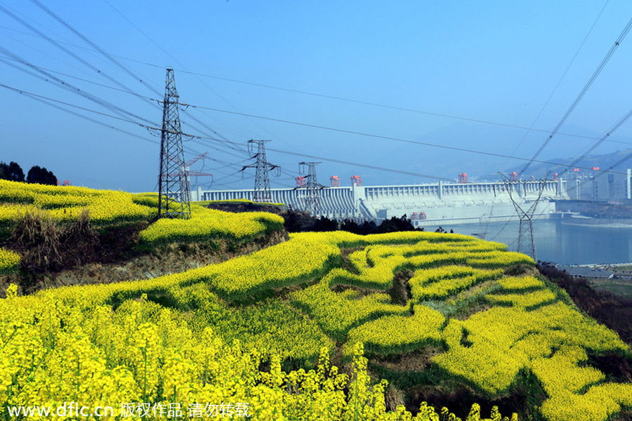 Top 10 canola flower attractions in China