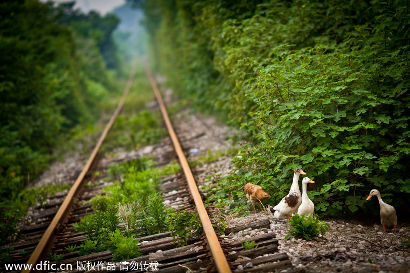 'Most naturally beautiful' railroad