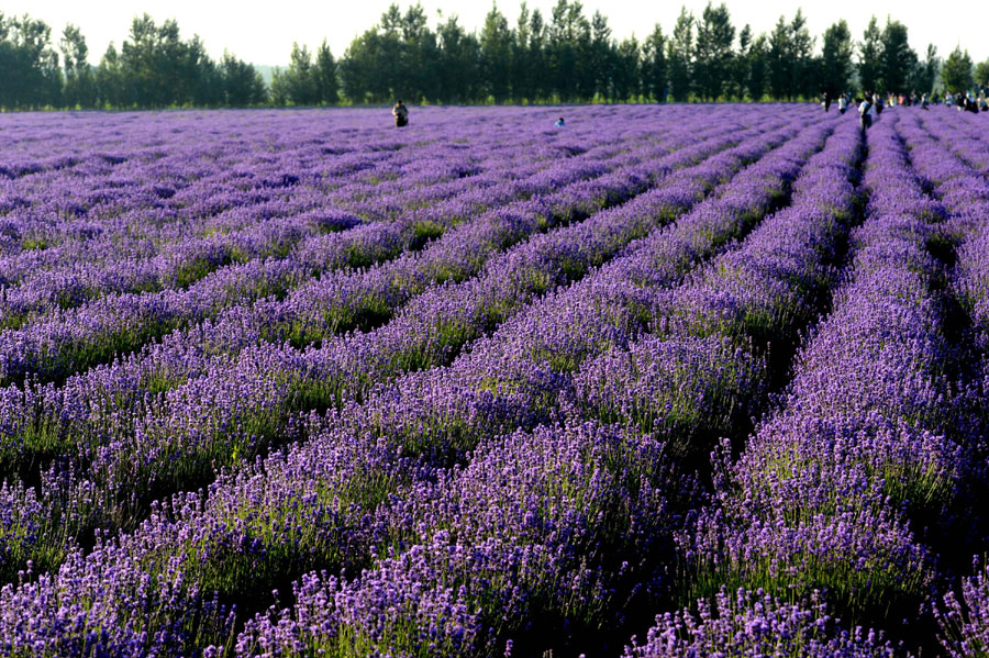 Field of Dreams