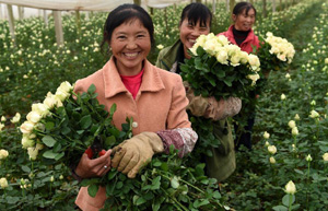 Harvest season for Chinese farmers