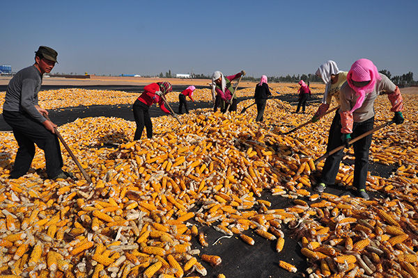 Linze corn seed venture grows into a thriving business