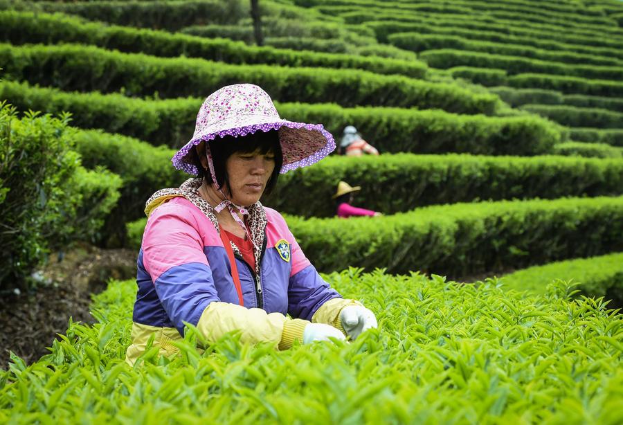 The making of Chinese tea