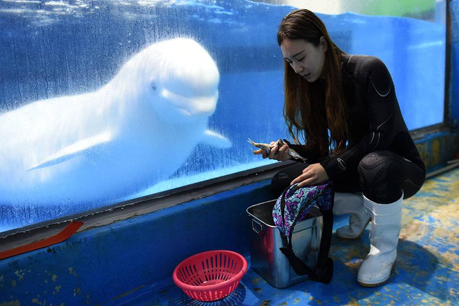 Post-90's girl performs with beluga whale at Harbin Polarland