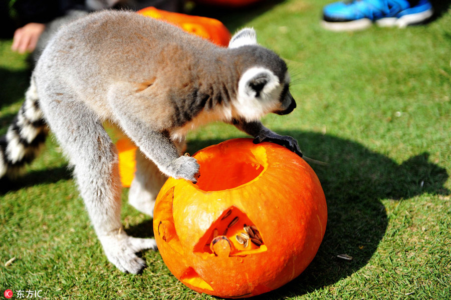 Halloween treats for animals at the zoo