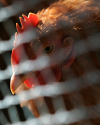 Girl dies of bird flu in China