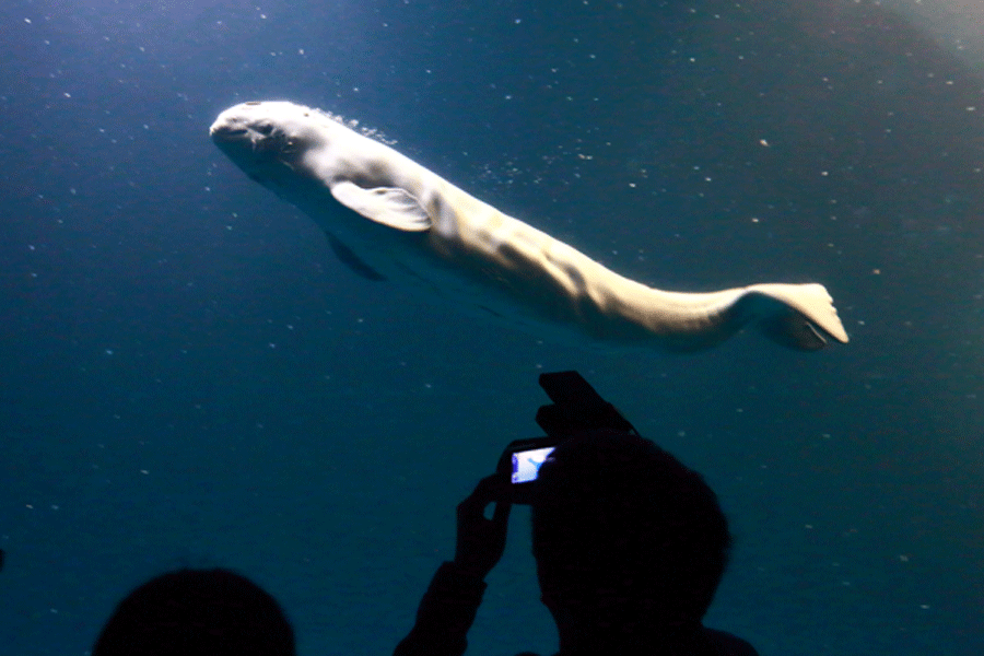 First white whale calf born at China zoo