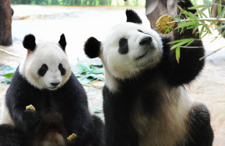 Pandas in Guangzhou celebrate the Mid-Autumn Festival