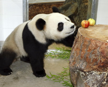 Aussie minister releases pandas into exhibit