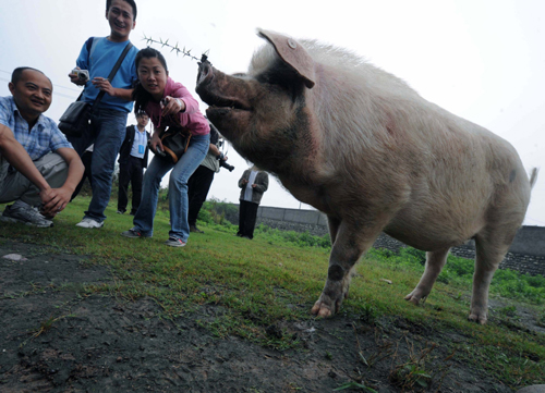 Miracle pig reunited with ex-owners