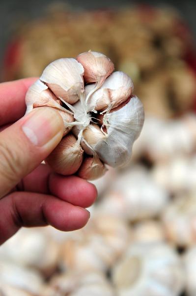 Garlic price tumbles in China