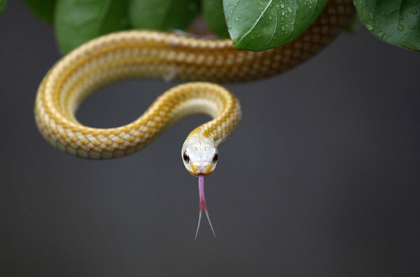 Chinese village bites into snake business