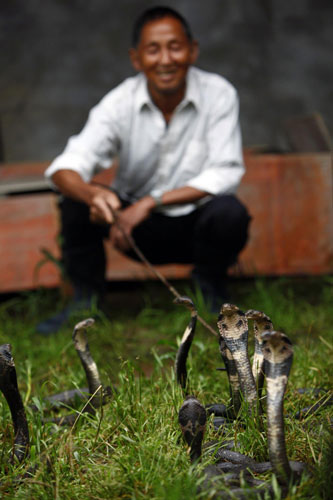 Chinese village bites into snake business