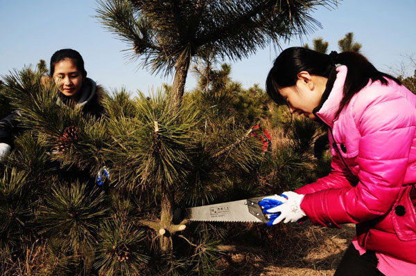 Tree-planting project sways to public opinion