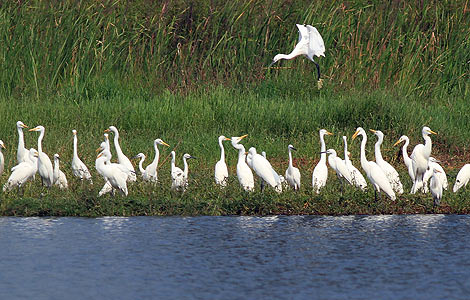 Hard battle against migratory bird hunting