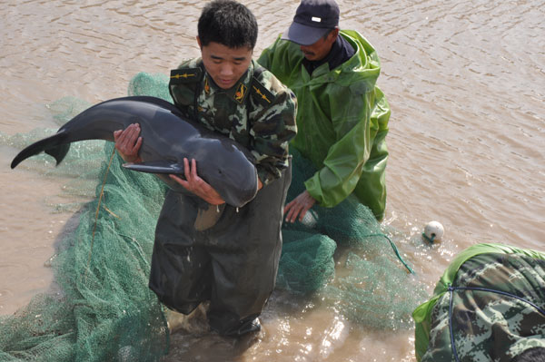 2 trapped cowfish saved in E China