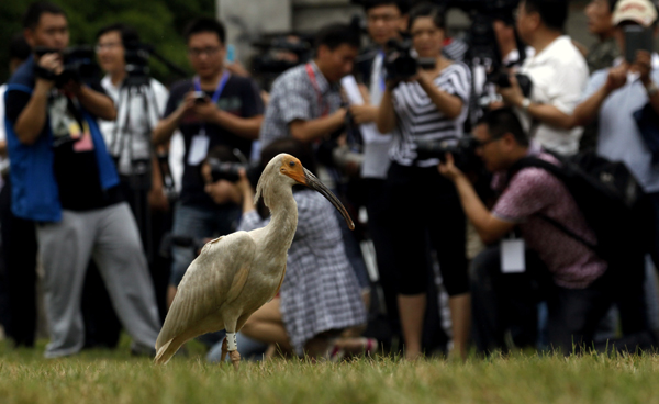 32 endangered birds released into the wild