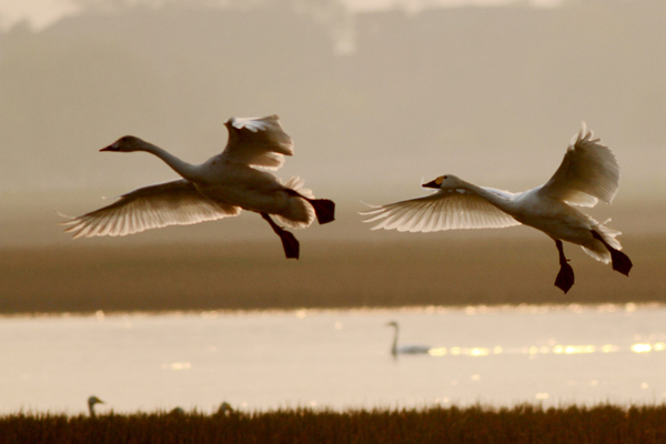 Urbanization takes toll on wetlands