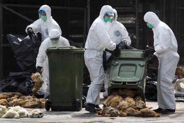 HK culls chickens, bans live imports for fear of H7N9