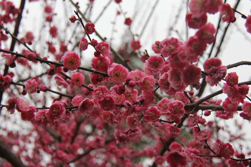 Flowers bring on spring