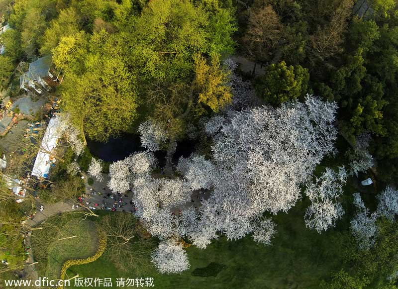 Hangzhou's Prince Bay Park awakens in spring